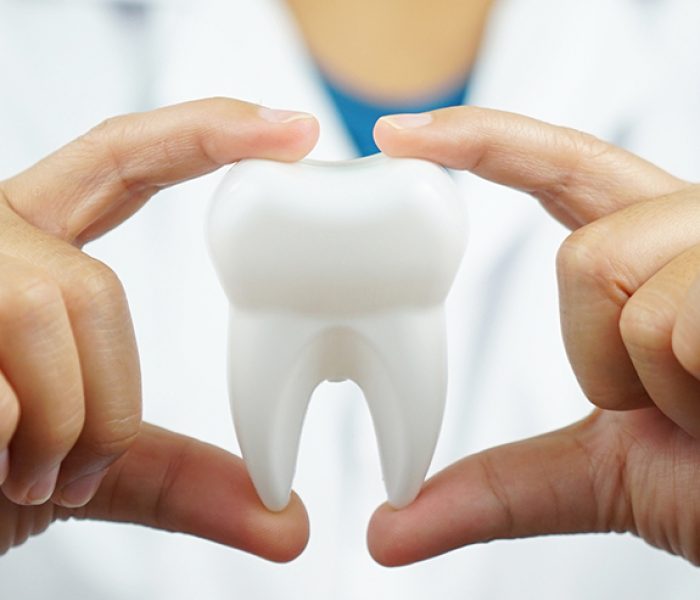 female dentist holding tooth model. Dentistry conceptual